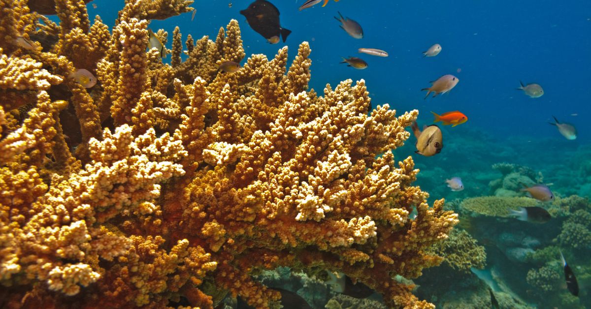 The Great Barrier Reef: An Underwater Adventure in Australia’s Natural Wonder